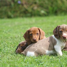 Dachshund Puppies from Mom's Dachshunds