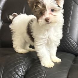 Freckles AKC - Chocolate, tan and white female Yorkshire Terrier puppy in Labelle, Florida from Chocolate and Parti Yorkies in Florida