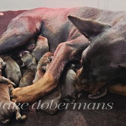 Girl7 - Red and rust female Doberman Pinscher puppy in Aurora, Indiana from Double-Take Doberman Kennels