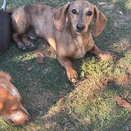 Goose - Dachshund