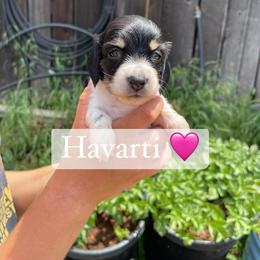 Havarti - Piebald female Dachshund puppy in Rogue River, Oregon from Bear Feet Dachshunds