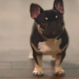 Coco - French Bulldog