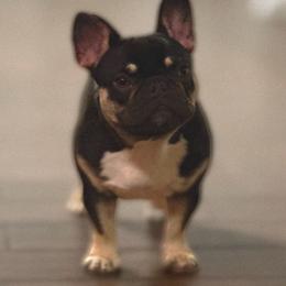 Coco - French Bulldog