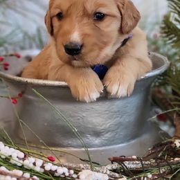 Golden Retriever Puppies from Loeffelholz Family Golden Retrievers