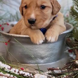 Golden Retriever Puppies from Loeffelholz Family Golden Retrievers