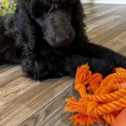 Poodle Puppies from Royal Dixie Poodles