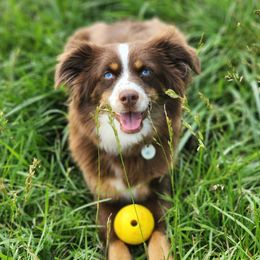 Izzie - Miniature American Shepherd