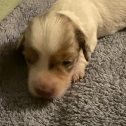 Torin - Dapple female Dachshund puppy in Nampa, Idaho from 208 Wiener Wiggle Butts LLC