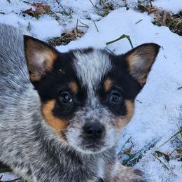 2nd choice male available - Blue male Australian Cattle Dog puppy in Dalton, Pennsylvania from Whiteduck Mountain Kennel AKC Australian Cattle Dogs and AKC Fox Red Labrador Retrievers