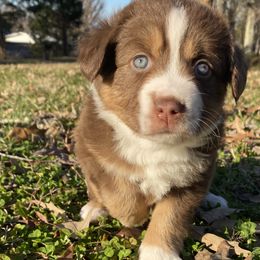 Kat - Miniature American Shepherd puppy in Ruffin, North Carolina from Valkyrie Adventures