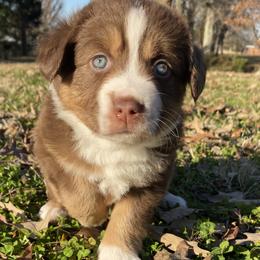 Kat - Miniature American Shepherd puppy in Ruffin, North Carolina from Valkyrie Adventures
