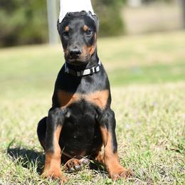 Ammo - Black and rust male Doberman Pinscher puppy in Overton, Texas from Obsidian Kennel