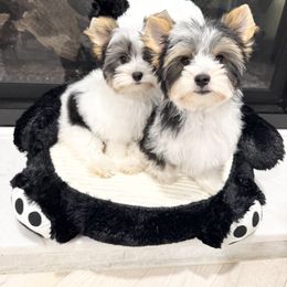Biewer Terrier and Yorkshire Terrier Puppies from Coastal Yorkshire Terrier Yorkies & Biewer Terriers