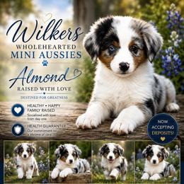 Almond - Blue merle male Miniature Australian Shepherd puppy in Killen, Alabama from Wilkers Wholehearted Mini Aussies