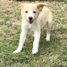 Border Collie Puppies from Bordercollieblues