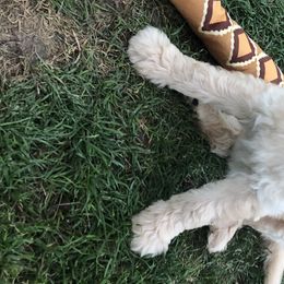 Girl 4 “Loretta” - Goldendoodle puppy in Heber City, Utah from Sammy’s Doodles