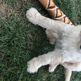 Girl 4 “Loretta” - Goldendoodle puppy in Heber City, Utah from Sammy’s Doodles