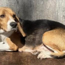 Beagles from Puppiesulove
