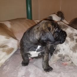 Great Dane Puppies from Broken Arrow Danes