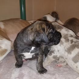 Great Dane Puppies from Broken Arrow Danes