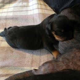 Boy 1 - Black and mahogany male Rottweiler puppy in Ridgeland, South Carolina from VHK Rottweilers