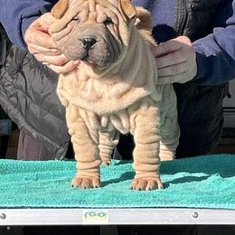 Buddy - Fawn male Chinese Shar-Pei puppy in Basehor, Kansas from Good Fortune Shar Pei