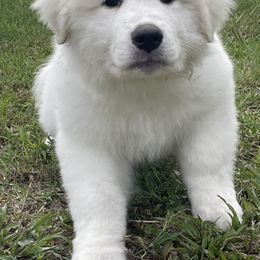Purple Girl - Great Pyrenees puppy from Imac Great Pyrenees
