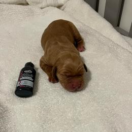 Black - Dark golden male Golden Retriever puppy in Lake City, Minnesota from Windcliff Goldens