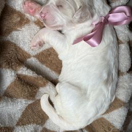Goldendoodle Puppies from Mayberry Doodles and Poodles