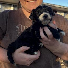 Buddy - Black and white male Aussiedoodle puppy in Hopkins, Missouri from Mowry Creek Mini Aussiedoodles and More