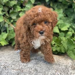 Belle (Purple Collar) - Red  female Poodle puppy in Ogden, Utah from Bells Poodles