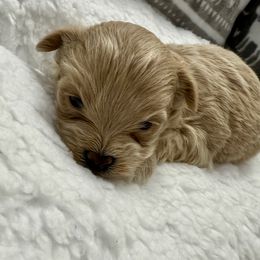 Iris - Cafe au lait female Maltipoo puppy in Fredericksburg, Ohio from Edna Keim