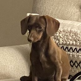 Maggie - Dachshund