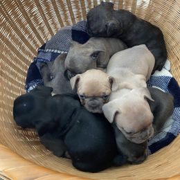 French Bulldog Puppies from Purple Moon Kennel