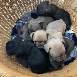 French Bulldog Puppies from Purple Moon Kennel