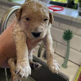 Goldendoodle Puppies from Golden Lily Doodles