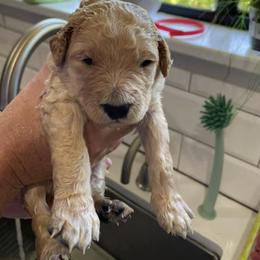 Goldendoodle Puppies from Golden Lily Doodles