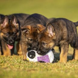 German Shepherd Puppies from Sommerfeld German Shepherds