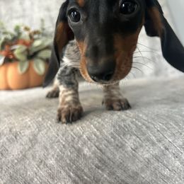 Zaladane - Black and tan female Dachshund puppy in Temecula, California from Naomi Magee's Dachshund Kennel