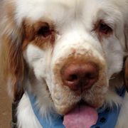 Clumber Spaniels from Stonecrest
