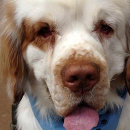 Clumber Spaniels from Stonecrest