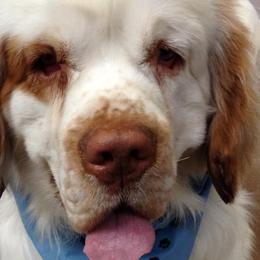 Clumber Spaniels from Stonecrest