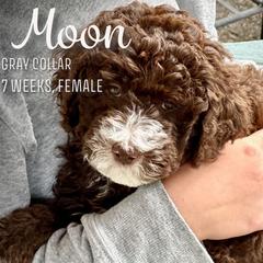 Moon - Brown and white Aussiedoodle puppy in Marion, North Carolina from Puddles' Puppies