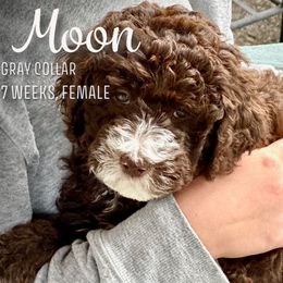 Moon - Brown and white Aussiedoodle puppy in Marion, North Carolina from Puddles' Puppies