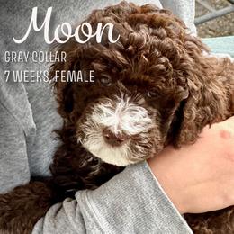 Moon - Brown and white Aussiedoodle puppy in Marion, North Carolina from Puddles' Puppies