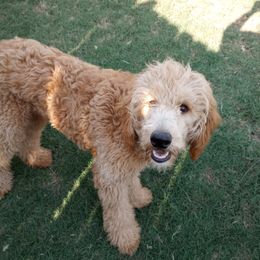 Chop - Goldendoodle