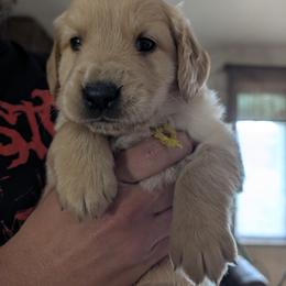 Mr. Yellow - Golden male Golden Retriever puppy in Yucaipa, California from Golden Kennel Breeders