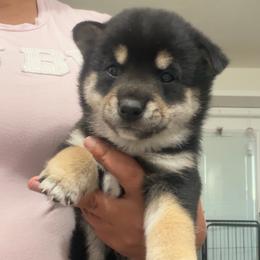 Yokai- paranormal dark blue collar - Black and tan male Shiba Inu puppy in Lehigh Acres, Florida from SWFL Happy Dogs