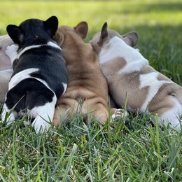 French Bulldog Puppies from Head Turner Kennels, LLC