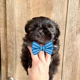 Boy 5 - Sable male Shih Tzu puppy in Seguin, Texas from Dolled Up Shih Tzus